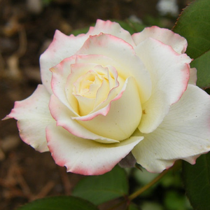 Жълто - розов - Чайно хибридни рози 
